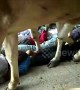 Watch villagers in India get trampled by herd of cows for Diwali