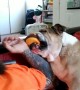 Persistent bulldog really wants owner to play with him