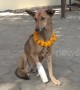 Stray dogs are fed and cared for during Nepalese \'Day of the Dog\' festival