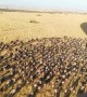 Tourists get stunning view of wildebeest herds from hot air balloon