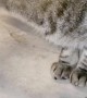 Stray Cat Feeds Himself with Paw