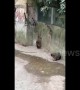 Chubby raccoons can\'t jump!