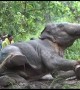 Heartbreaking video shows moment wild elephant tries to escape ropes