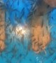 Are these fish eating dead skin off spa-goers feet?