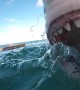 Up-close footage of an attacking Great White Shark
