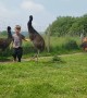 Toddler has an adorable dance party with trio of baby emus