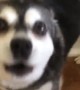 Musically-inclined dog plays \'Finish the Lyrics\' with owner