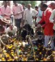 Children tossed in cow dung for good luck during Hindu festival