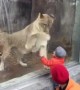Lioness in Zoo Interacts with Kid