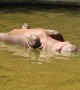 Seemingly dead hippo really taking nap belly up in the water