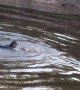 Monkey Swimming from Brazil to Bolivia