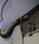 Huge python caught in shop roof eating one-metre-long monitor lizard