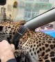 Leopard Takes a Taxi