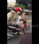 Man balances his three dogs on motorcycle as he goes for a ride
