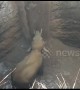 Terrified baby elephant rescued after falling into 30-foot well in south India