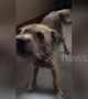 Deaf dog gets so excited when owner returns home after four weeks away