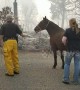 Horse rescued from deadly Californian Camp Fire