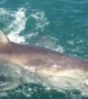 "I thought she was coming for me bro!" shark boat worker has close call with great white