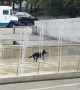 Happiest dog ever plays around in water fountain