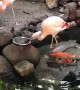 Flamingos Feed Fish