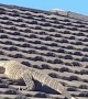 Monitor Lizard Walks on Roof