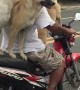 Dog Motorcycle Carpool