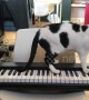 This cat sings a song while playing a tune on the piano