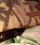 These Pets Love to Play Hide and Seek