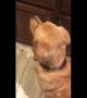 Golden Retriever gives owner the warmest welcome after long trip