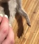 Meerkat Loves Tummy Rub
