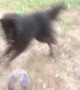 Dog and Owner Jumping Together is the Best thing you\'ll see Today