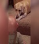 Little Boy can\'t Stop Giggling at Dog!