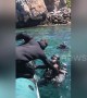 Diver makes clingy friend as octopus sticks to diver