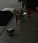 Once in a Lifetime Beer Pong Shot