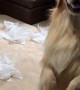 Golden Retrievers Cause Tissue Catastrophe