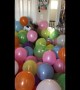 Cooper the dog has the time of his life playing in room filled with balloons