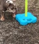 Hugo the Bulldog Loves Playing Swingball