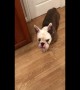 Clever bulldog shuts kitchen door with a satisfying push