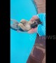 Chilled out German shepherd relaxes in his backyard pool