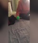 Pup\'s Reaction to Toy Ball is Amazing