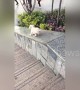 Cute puppy enjoys sliding down on smooth stair wall
