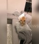 Cute dog tries to bury bone in cushion