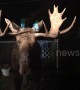 Moose on the loose! US couple greeted by massive deer in backyard