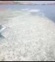 Huge sardine swarm leaps en masse to escape Indian fishermens\' nets