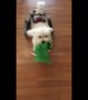 Disabled dog playing fetch won’t let his wheelchair slow him down