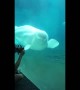 Beluga Whale dances along to music box