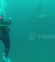 Great white shark circles divers in incredible close encounter
