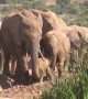 Mom comes to the rescue after baby elephant screams for help