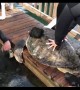 Amputee sea turtle swims again thanks to new prosthetic fin