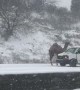 Camel on Highway in Snow